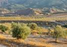 Venta - Casa de campo - Purchena