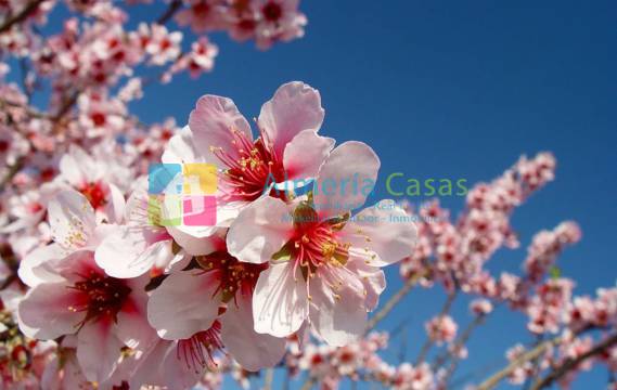 DER FRÜHLING KOMMT!